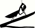 Insect (3) vinyl decal